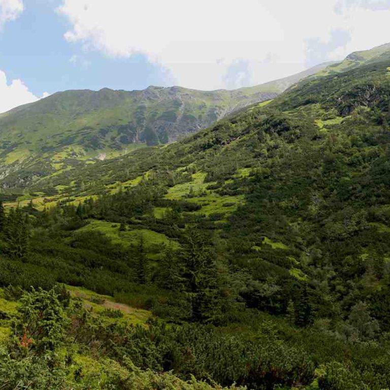 ziarska dolina hranica lesa upr v25 1